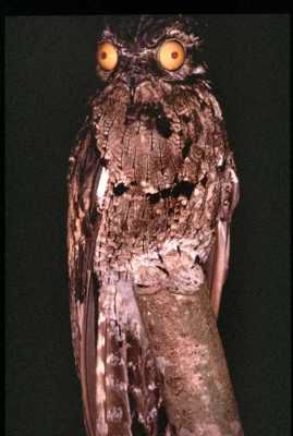 Potoo