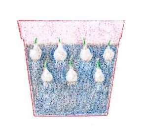 Knowing the right time and place to plant your bulbs is just as important as understanding the proper technique.