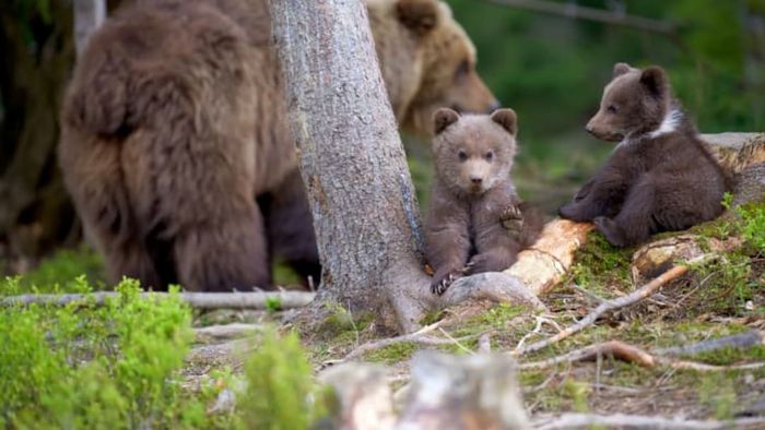 A mother bear and her two cubs in the woods.