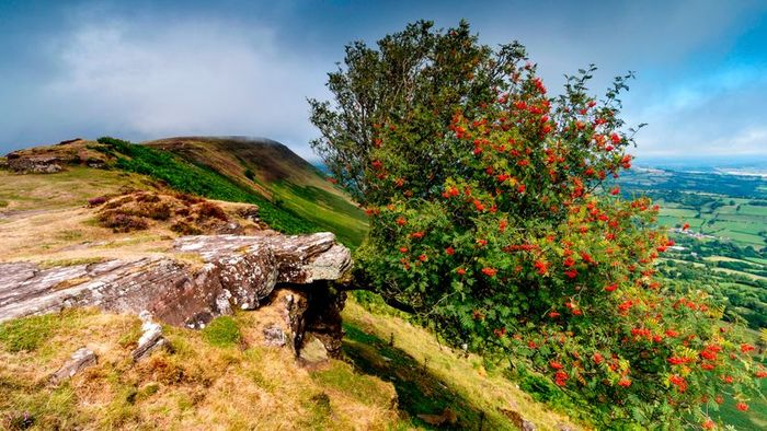 A mountain ash tree growing gracefully along the hillside.