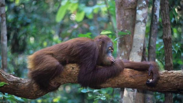 An orangutan resting on a tree branch.