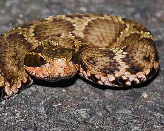 Gloydius Blomhoffii 01