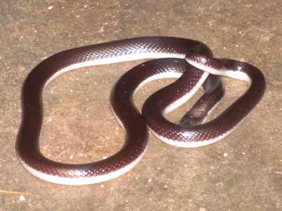 Bibrons Burrowing Asp Smll