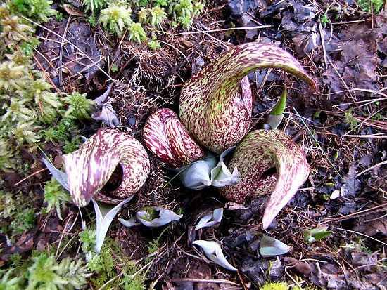 Work.6907850.2.Flat,550X550,075,F.Eastern-Skunk-Cabbage-Symplocarpus-Foetidus