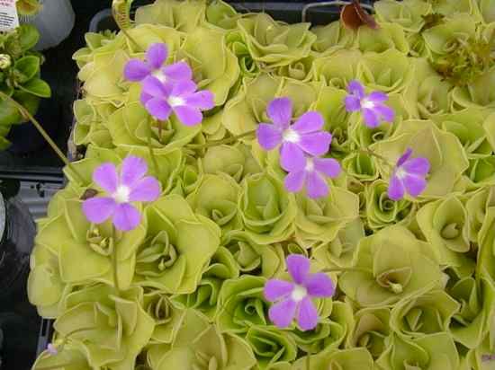Pinguicula 02