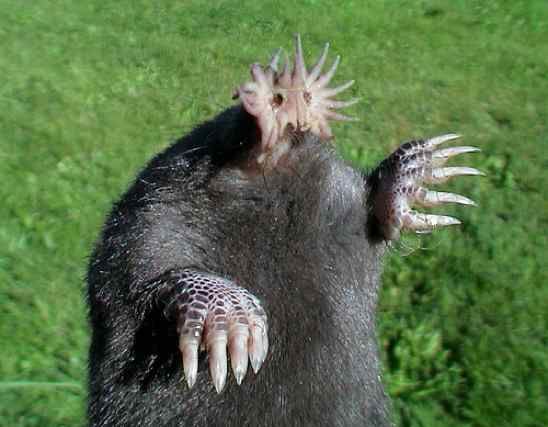 Star-Nosed-Mole-1