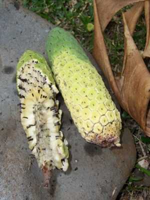 Monstera Deliciosa Ripe Fruit 01
