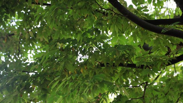 A Japanese Zelkova tree in full view.