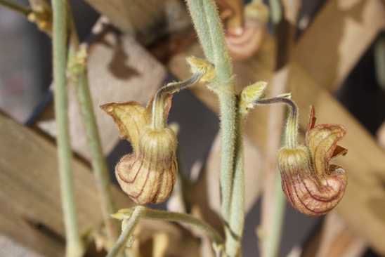 11Dutchmans Pipe 004