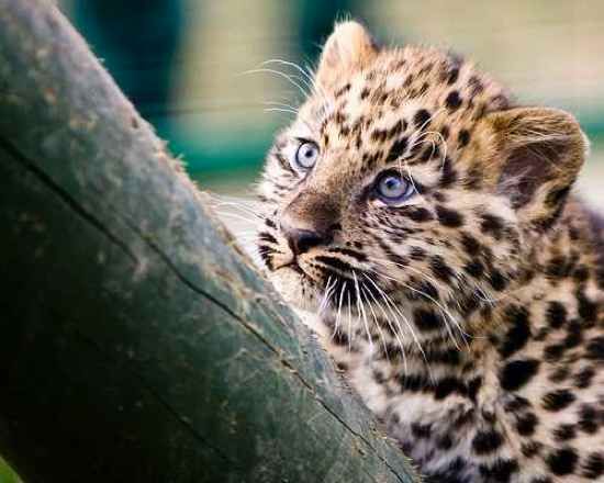 Amur-Leopard