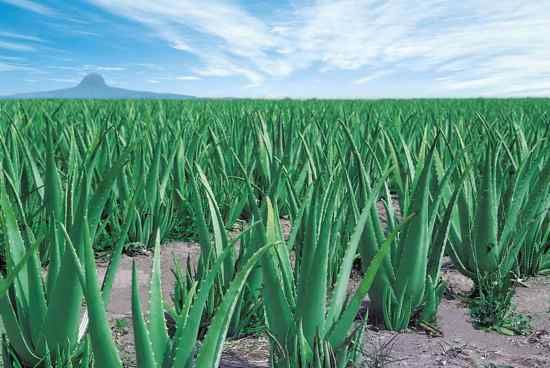 Aloe Vera