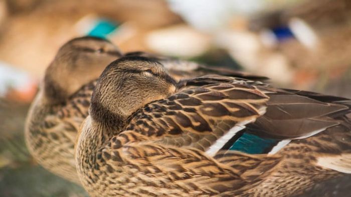 Ducks standing in a line.