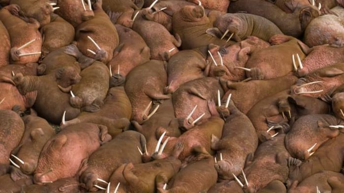 Hundreds of walruses lying together in a restful state.