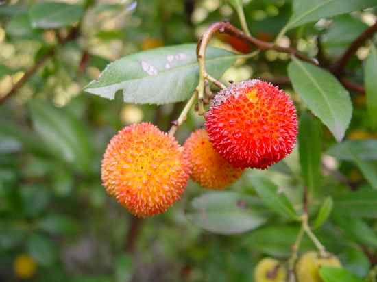 800Px-Arbutus Sp Fruit