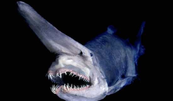 Goblin Shark Image