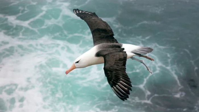 An albatross gliding over the ocean waves.