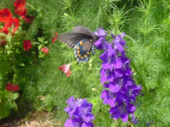 Larkspur