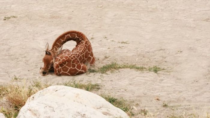 A baby giraffe rests peacefully on the ground.