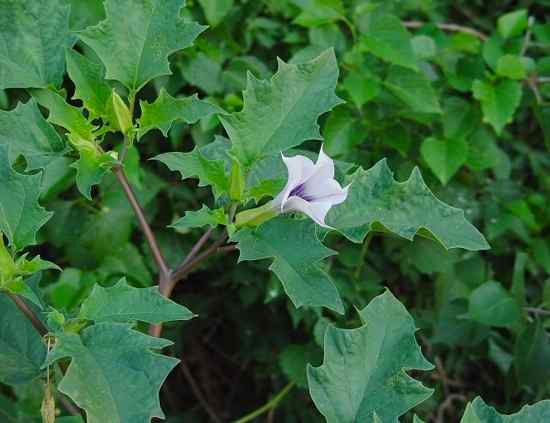 Datura Stramonium Plant