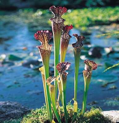Sarracenia-Readii-Medium