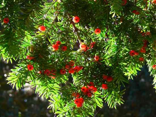 Cis-Yew Berries
