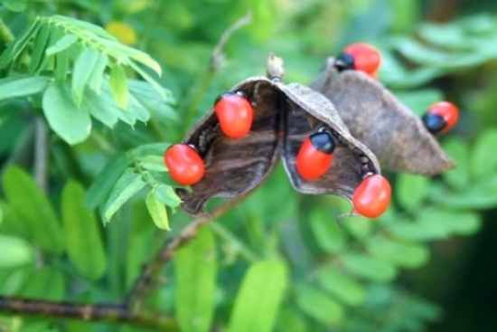 3. Rosary Pea