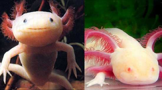 Axolotl-Mexican-01