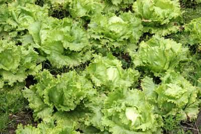 heads of lettuce