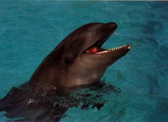Wholphin