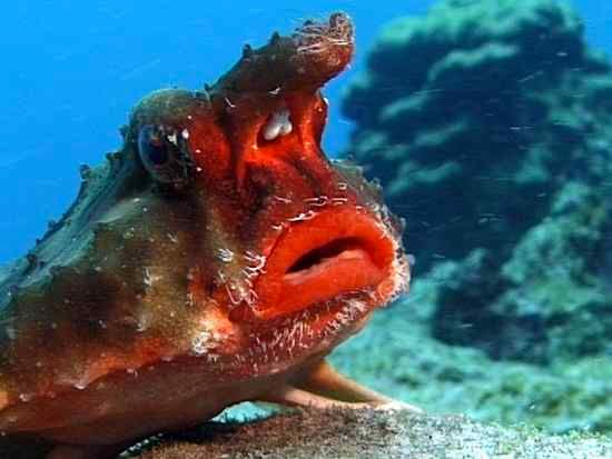Rosa Lip Batfish I