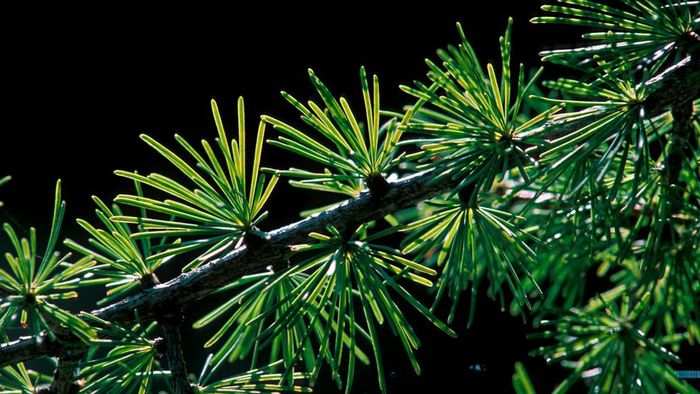 A branch of the Tamarack tree.