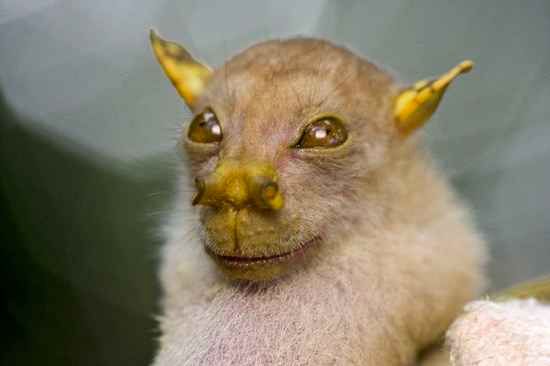 Tube-Nosed-Bat