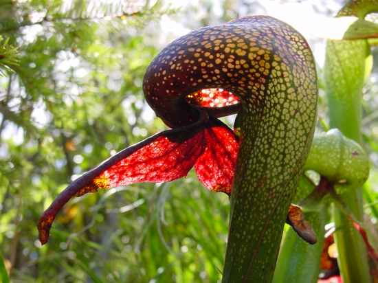 Darlingtonia Californica Ne8