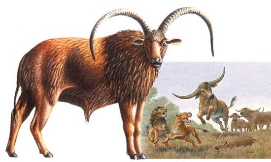 Pelorovis
