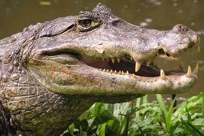 Speccaiman05