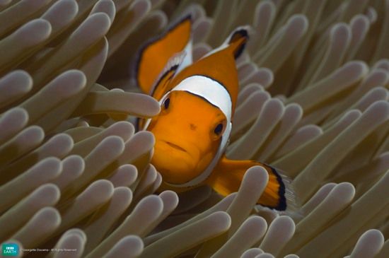 Bbc-Lifeis-Clownfish