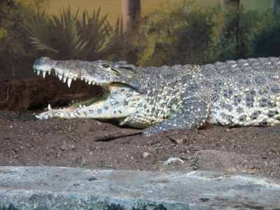 Top 10 Most Intriguing and Uncommon Crocodilians - Mytour