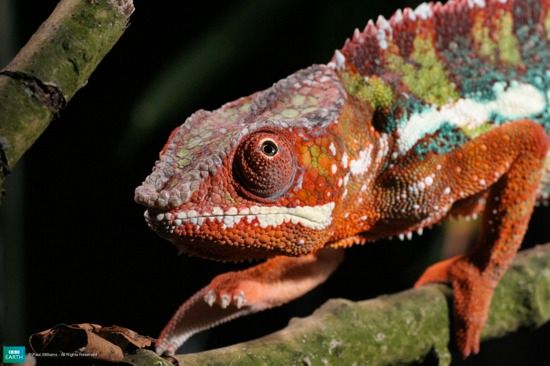 Bbc-Lifeis-Pantherchameleon