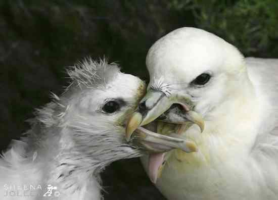 Fulmar Feeding Its Young Chick