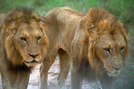 01 28 1---Lions Web