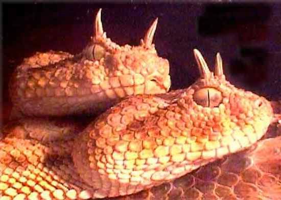Horned-Viper-W