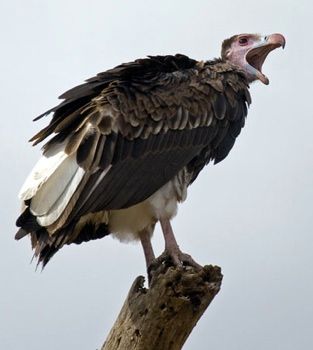 Vulture4