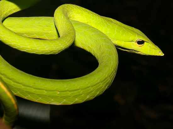 Longnosedwhipsnakesideview07