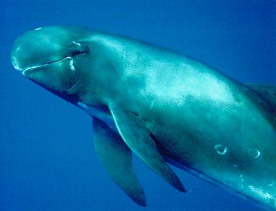 Pygmy Killer Whale