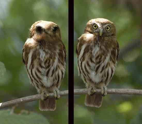 Species-Glaucidium-Brasilianum-2