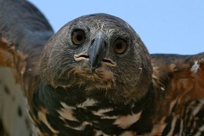 Ca Africancrownedeagle04