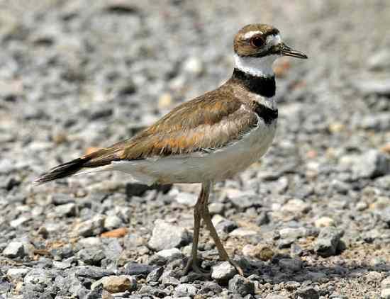 Killdeer-Adult-1