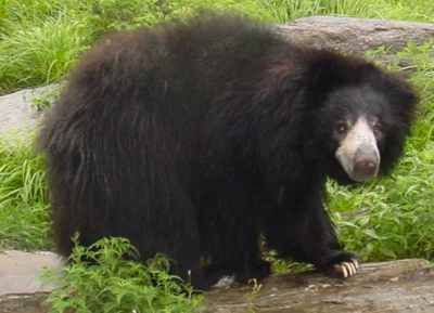 Sloth-Bear