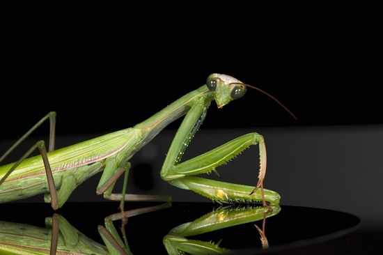 Praying Mantis Male European-38