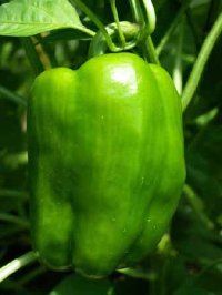 Peppers are a diverse and flavorful vegetable, ranging from sweet to spicy, perfect for any culinary adventure.